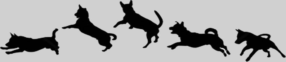 Premium CSS Template