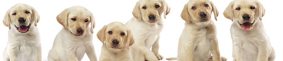 Premium CSS Template